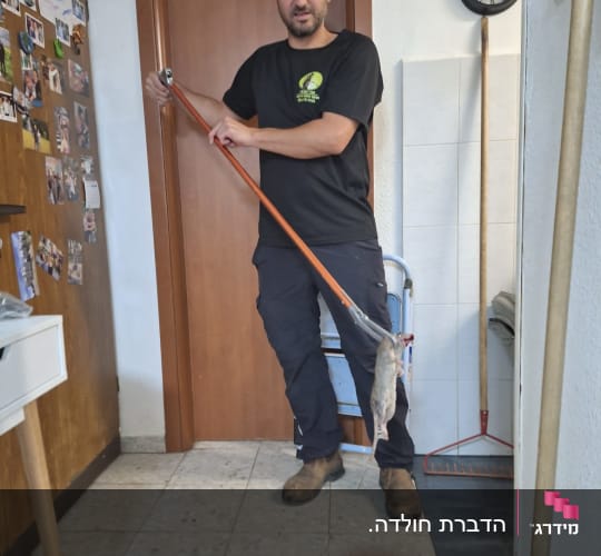 אדם מחזיק עכבר מת עם כלי לכידה